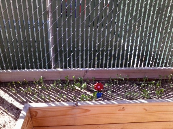 Excited to see our peas sprouting after only one week!